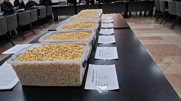 TİGEM'de 13,5 bin tonluk mısır satışı gerçekleşti