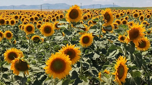 TİGEM yağlık ayçiçeği satacak