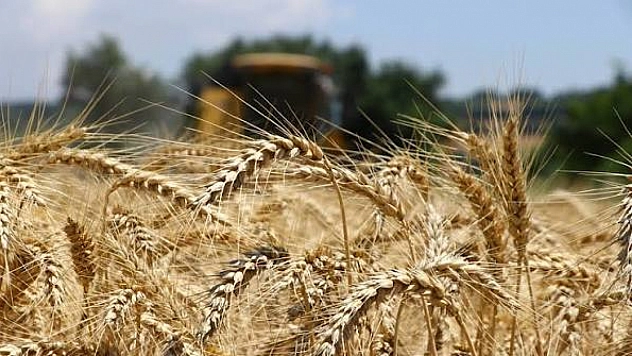 TMO'dan hububatta rekor alım: Çiftçiye 34,3 milyar TL ödeme!