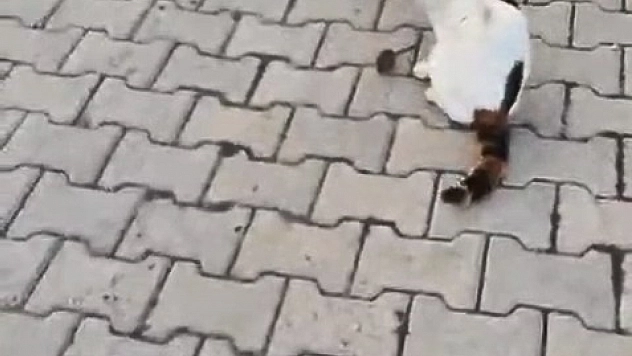 Tom ve Jerry gerçek oldu! Fare kaçtı, kedi kovaladı...