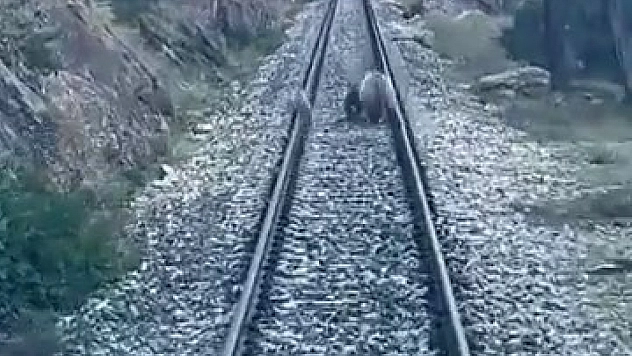 Tren yoluna çıkan ayılar panikle kaçıştı
