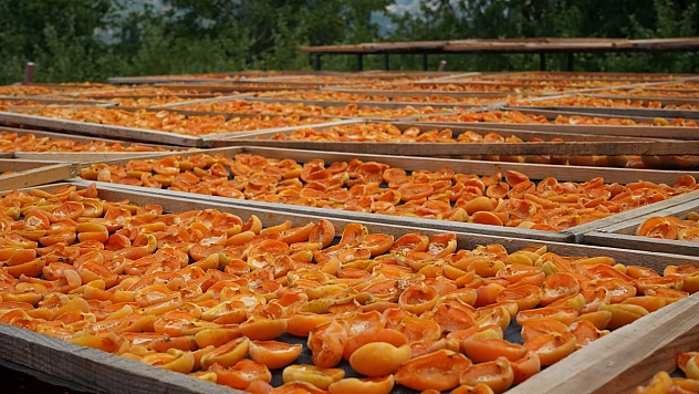 Tüccarın almadığı kayısıları geleneksel yöntemle kurutup satıyor!
