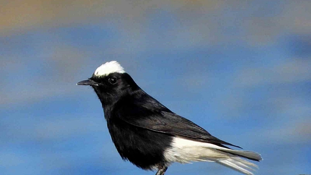 Türkiye'de ilk kez Hatay'da