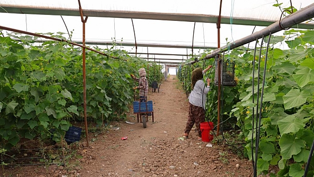 Turşuluk ürünlerde hasat başladı