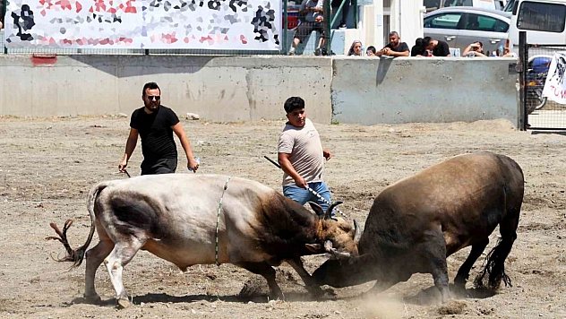 Muğla'da boğalar güreşti, vatandaşlar izledi!