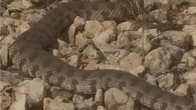 Vatandaşın soğukkanlılığı şaşırttı