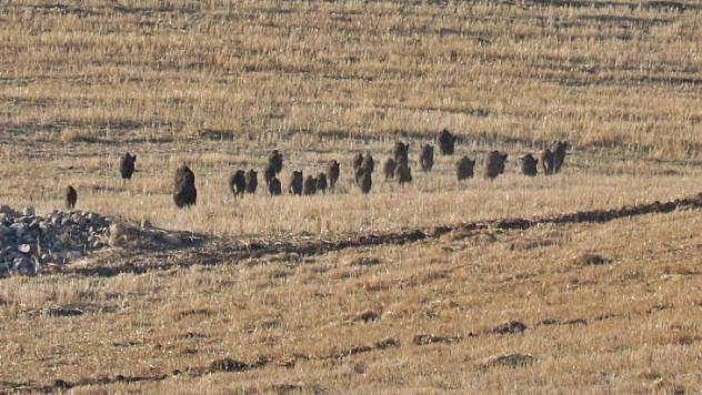 Yaban domuzları mahallelere indi