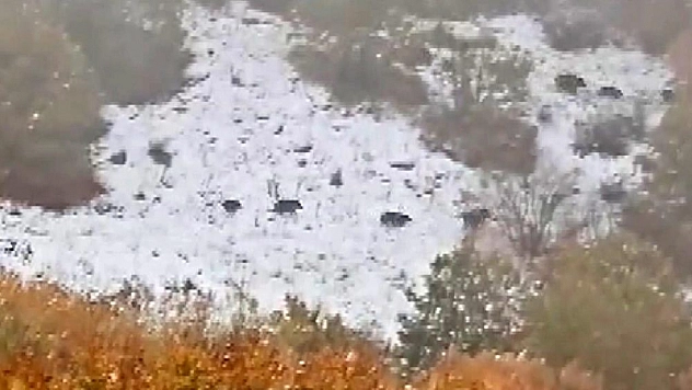 Yaban domuzu sürüsü görüntülendi