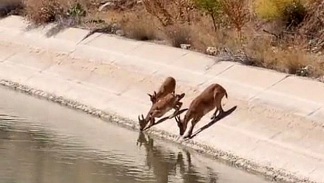 Nesli tükenme altında olan yaban keçileri su içerken görüntülendi