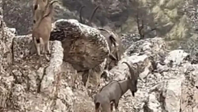 Yaban keçileri sürü halinde görüntülendi