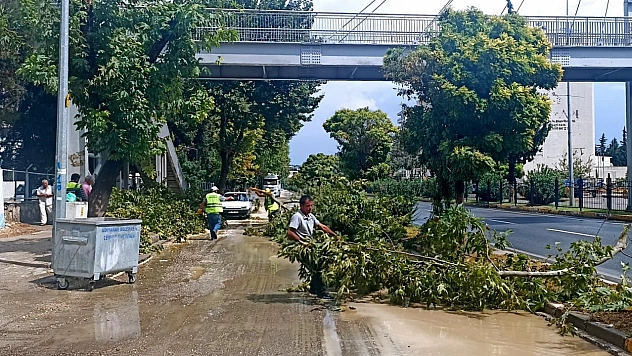 Yağmur ve rüzgar ağacı devirdi