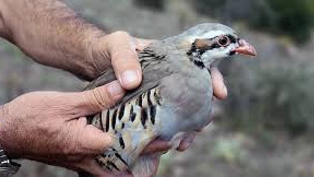 Yaralı buldu tedavi etti