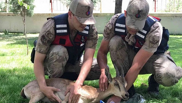 Yaralı keçilere jandarma şefkati