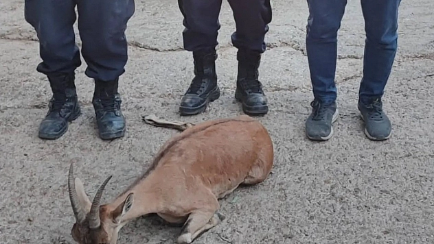Yaralı dağ keçisini jandarma kurtardı