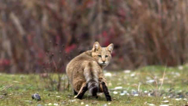 Yavru saz kedisi doğaya geri salındı