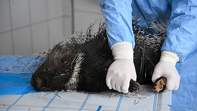 Yaralı Hint Oklu kirpi tedavi altına alındı