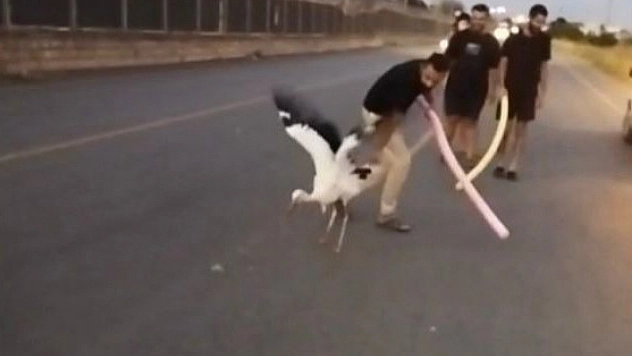Yaralı leylek duyarlı vatandaşlarca kurtarıldı
