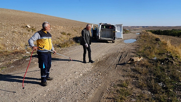 Yaralı tilki tedavisinin ardından doğaya geri bırakıldı