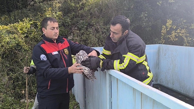 Yayladağı'nda baykuş kurtarma operasyonu