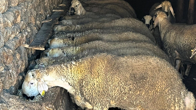 Yem fiyatları uçtu: TMO üreticiyi yalnız bıraktı