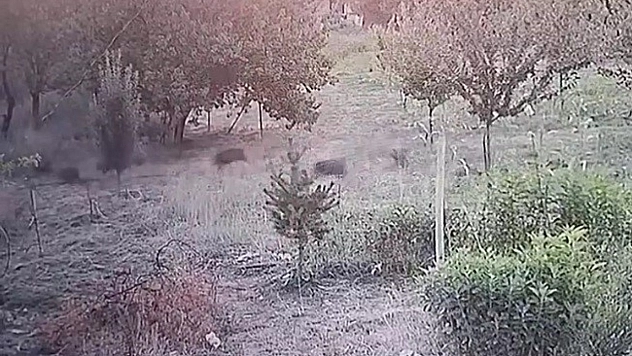 Malatya'da sürü halinde görüntülendi