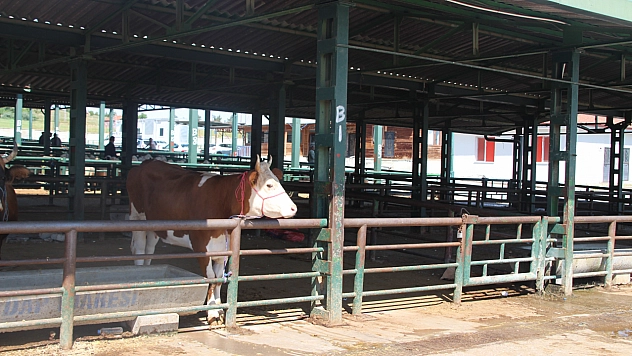 Yetiştiricilere Müjde: Satılmayan Kurbanlıkları ESK Alacak!