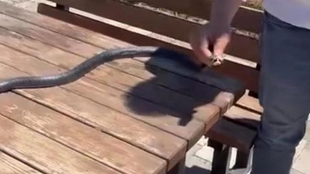 Yılanı çıplak elle yakaladı