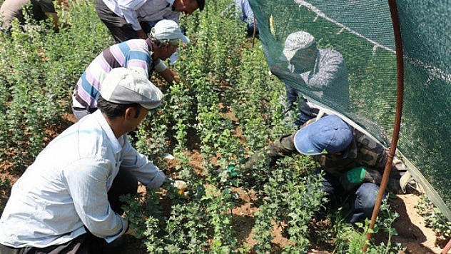 Yılda 4,5 milyon fidan