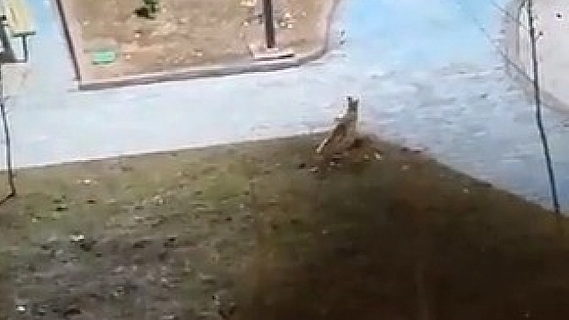 Yiyecek arayan 2 tilki kent merkezine indi