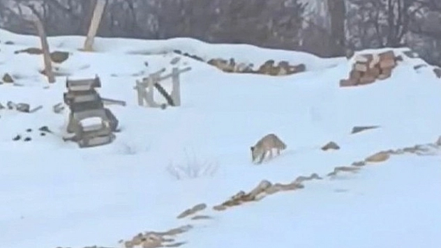 Yoğun kar yaban hayvanlarını aç bıraktı