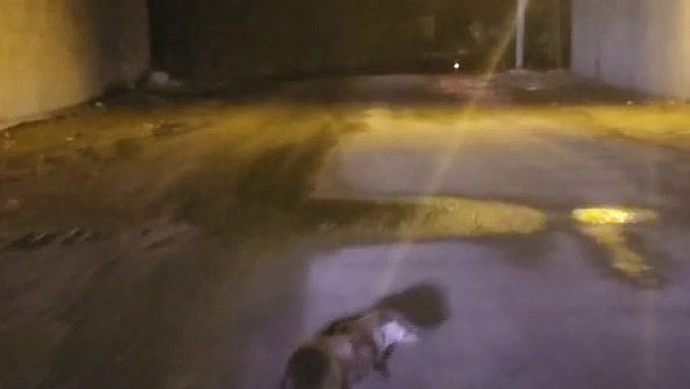 Yol ortasında su samuru görüntülendi