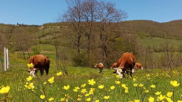 Yurt içi hayvan nakillerine yeni düzenleme