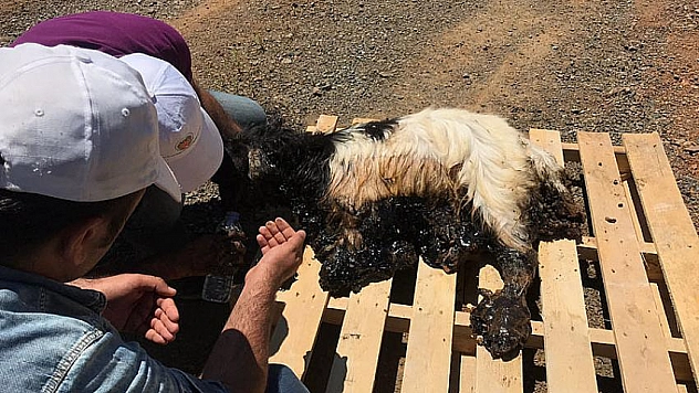 Zifte yapışan keçi 