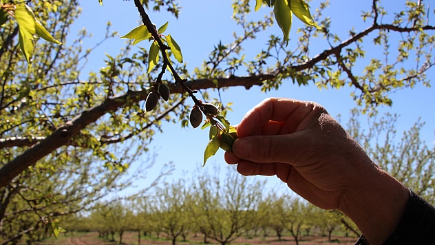 Zirai don düğün sektörünü de vurdu: Tek tek iptal ediliyor!