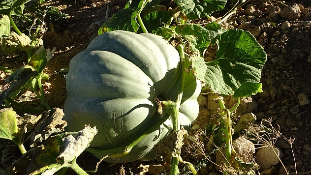 Zirai don rotayı değiştirdi: Tek ürüne bağlı kalma dönemi bitiyor!