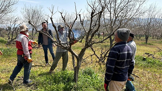Zirai don Trabzon Hurmasını vurdu: Ağaçlar kurudu