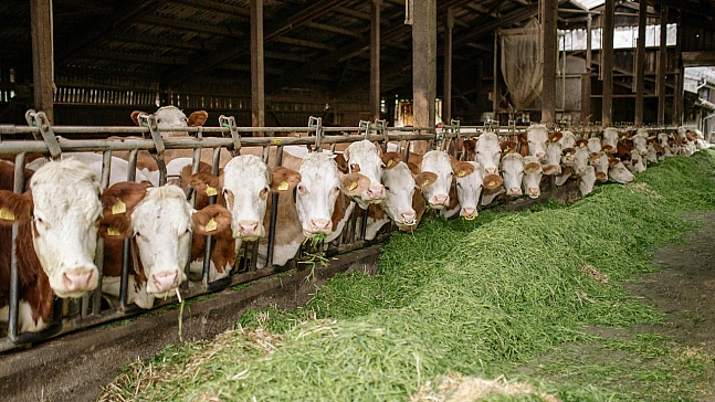Kırsalda büyük hamle! 220 bin damızlık üreticiyle buluşacak
