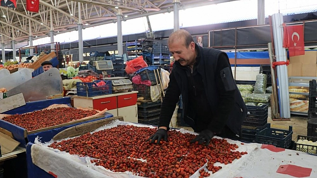 Kuşburnu hasadı başladı