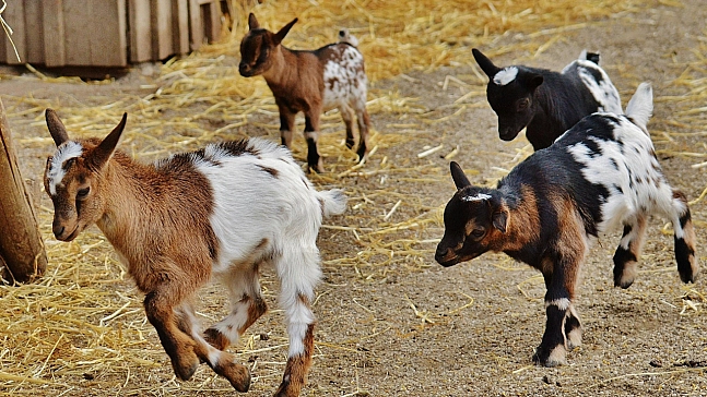 Malatya'nın hayvan sayısı açıklandı: Dağılım dikkat çekti