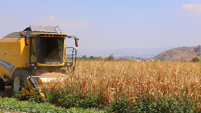 Mısır hasadı başladı