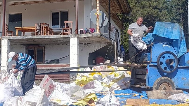 Mısır hasadı tamamlandı: Brandalarda kurutma mesaisi başladı