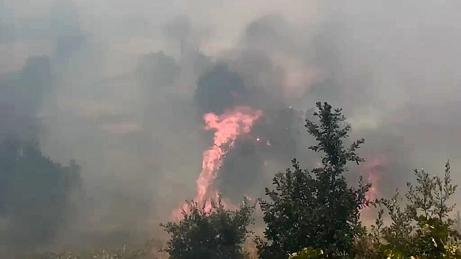 Orman yangınında geniş alan zarar gördü