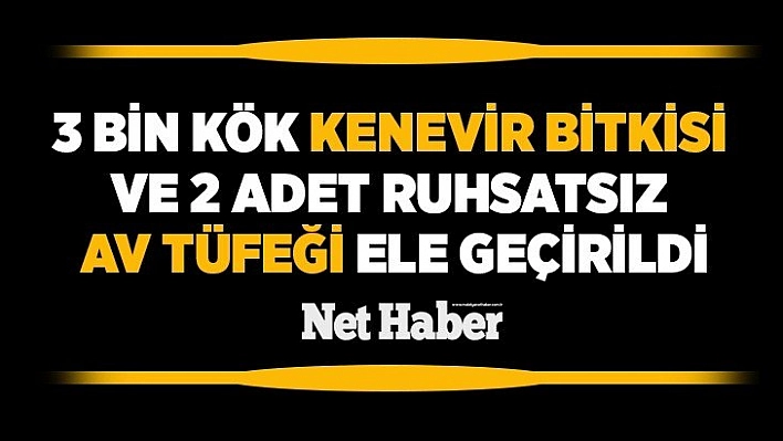 3 bin kök kenevir bitkisi ve 2 adet ruhsatsız av tüfeği ele geçirildi