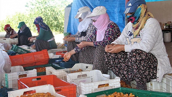 Kayısı kadınlar için iş kapısı oldu 