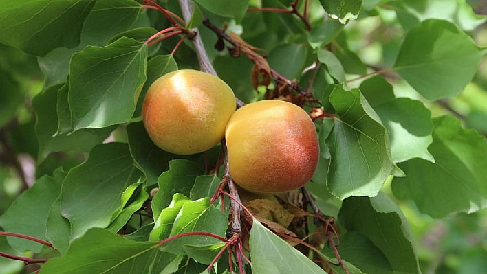 Sofralık kayısı hasadı başladı 