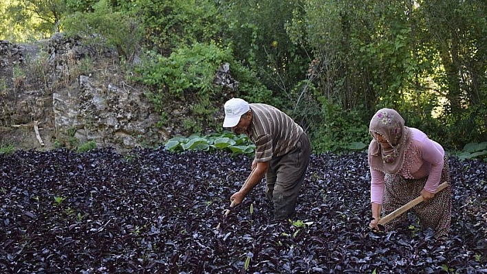 Mor reyhan yüzleri güldürüyor 