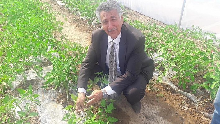 İlk mahsul alınıyor