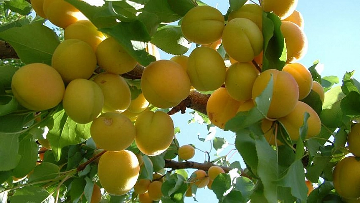 Sigorta uyarısı 