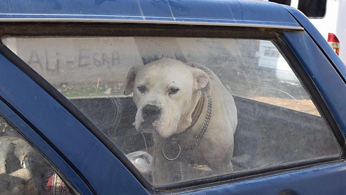 Köpek paniğe neden oldu 