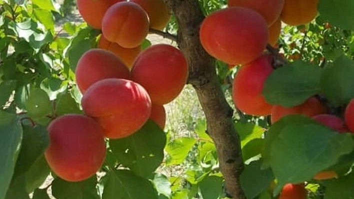 Kayısının genetiği değiştirilemez